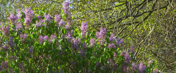Lilac - northeastwildlife.co.uk - northeastwildlife.co.uk